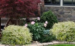 Miss Lemon Dwarf Abelia - 1 Gallon Pot -Garden Plant Store abelia grandiflora miss lemon 1420