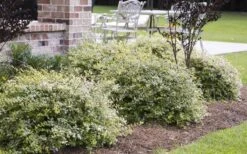 Miss Lemon Dwarf Abelia - 1 Gallon Pot -Garden Plant Store abelia grandiflora miss lemon 15