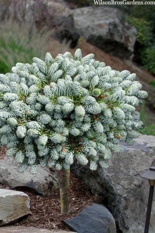 Ice Breaker Korean Fir (Single Trunk Topiary) - 2 Gallon Pot 1 Ice Breaker Korean Fir (Single Trunk Topiary) - 2 Gallon Pot