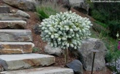 Ice Breaker Korean Fir (Single Trunk Topiary) - 3 Gallon Pot -Garden Plant Store abies koreana kouhouts ice breaker korean fir 2