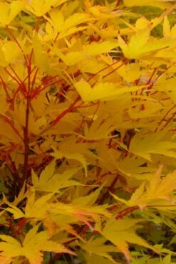 Little Sango' Dwarf Coral Bark Japanese Maple - 5 Gallon Pot -Garden Plant Store acer palmatum fhellheim dwarf coral bark japanese maple 6