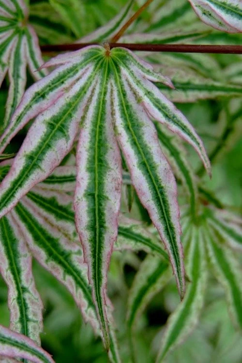 Ikandi Japanese Maple - 3 Gallon Pot (4-5') 9 Ikandi Japanese Maple - 3 Gallon Pot (4-5') - Image 9