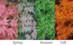 Ikandi Japanese Maple - 3 Gallon Pot (4-5') 12 Ikandi Japanese Maple - 3 Gallon Pot (4-5') -Garden Plant Store acer palmatum ikandi japanese maple 4
