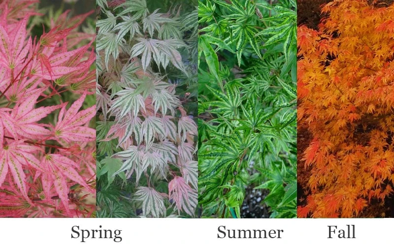 Ikandi Japanese Maple - 3 Gallon Pot (4-5') 4 Ikandi Japanese Maple - 3 Gallon Pot (4-5') - Image 4