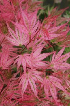Ikandi Japanese Maple - 3 Gallon Pot (4-5') 13 Ikandi Japanese Maple - 3 Gallon Pot (4-5') -Garden Plant Store acer palmatum ikandi japanese maple 5