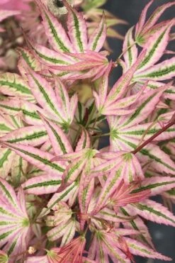 Ikandi Japanese Maple - 3 Gallon Pot (4-5') 14 Ikandi Japanese Maple - 3 Gallon Pot (4-5') -Garden Plant Store acer palmatum ikandi japanese maple 6