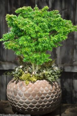 Jade Dragon Dwarf Japanese Maple - 3 Gallon Pot -Garden Plant Store acer palmatum jade dragon japanese maple 2