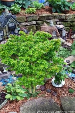 Jade Dragon Dwarf Japanese Maple - 3 Gallon Pot -Garden Plant Store acer palmatum jade dragon japanese maple 5
