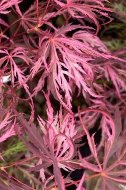 Pink Ballerina Japanese Maple - 5 Gallon Pot 8 Pink Ballerina Japanese Maple - 5 Gallon Pot -Garden Plant Store acer palmatum pink ballerina 3
