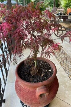 Pink Ballerina Japanese Maple - 5 Gallon Pot 9 Pink Ballerina Japanese Maple - 5 Gallon Pot -Garden Plant Store acer palmatum pink ballerina japanese maple 4