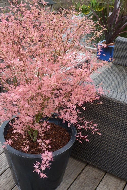 Taylor Pink Japanese Maple - 3 Gallon Pot 1 Taylor Pink Japanese Maple - 3 Gallon Pot