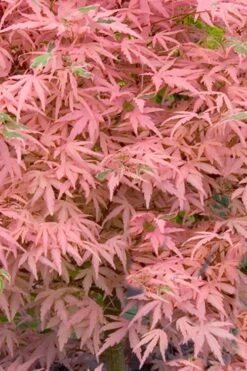 Taylor Pink Japanese Maple - 1 Gallon Pot 8 Taylor Pink Japanese Maple - 1 Gallon Pot -Garden Plant Store acer palmatum taylors pink japanese maple 7 1