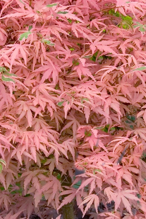 Taylor Pink Japanese Maple - 3 Gallon Pot 4 Taylor Pink Japanese Maple - 3 Gallon Pot - Image 4