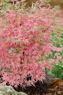 Taylor Pink Japanese Maple - 1 Gallon Pot 9 Taylor Pink Japanese Maple - 1 Gallon Pot -Garden Plant Store acer palmatum taylors pink japanese maple 8 1