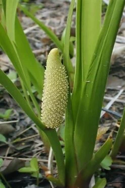 American Sweet Flag (Acorus Americanus) - 1 Gallon Pot -Garden Plant Store acorus americanus american sweet flag 10