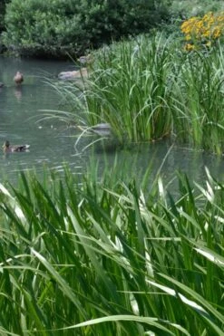 American Sweet Flag (Acorus Americanus) - 8 Pack Of 1 Gallon Pots 10 American Sweet Flag (Acorus Americanus) - 8 Pack Of 1 Gallon Pots -Garden Plant Store acorus americanus american sweet flag 11 1