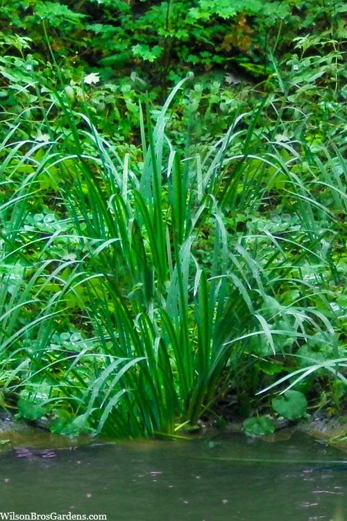 American Sweet Flag (Acorus Americanus) - 8 Pack Of 1 Gallon Pots 1 American Sweet Flag (Acorus Americanus) - 8 Pack Of 1 Gallon Pots