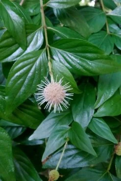 Adina Rubella Buttonbush - 3 Gallon Pot -Garden Plant Store adina rubella chinese buttonbush 2