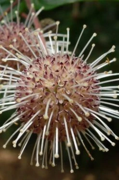 Adina Rubella Buttonbush - 3 Gallon Pot -Garden Plant Store adina rubella chinese buttonbush 4