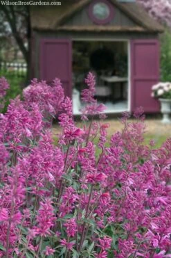 Rosie Posie Agastache (Hummingbird Mint) - 1 Gallon Pot -Garden Plant Store agastache rosie posie hummingbird mint 1