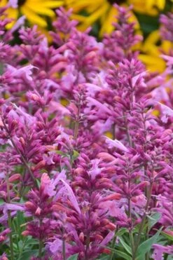 Rosie Posie Agastache (Hummingbird Mint) - 1 Gallon Pot -Garden Plant Store agastache rosie posie hummingbird mint 3