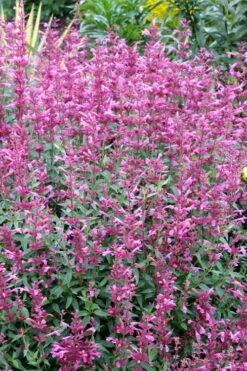 Rosie Posie Agastache (Hummingbird Mint) - 1 Gallon Pot -Garden Plant Store agastache rosie posie hummingbird mint 6