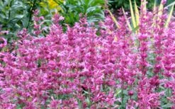 Rosie Posie Agastache (Hummingbird Mint) - 1 Gallon Pot -Garden Plant Store agastache rosie posie hummingbird mint 7