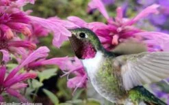Rosie Posie Agastache (Hummingbird Mint) - 1 Gallon Pot -Garden Plant Store agastache rosie posie hummingbird mint 9