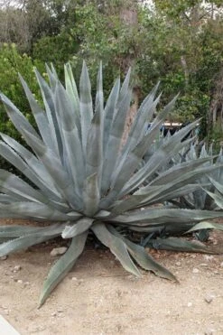 American Agave (Century Plant) - 3 Gallon Pot -Garden Plant Store agave americana centrury plant 5