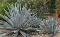 American Agave (Century Plant) - 3 Gallon Pot -Garden Plant Store agave americana centrury plant 6