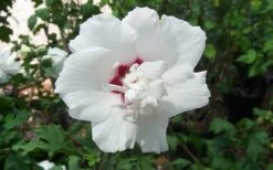 Morning Star Rose Of Sharon (Althea) - Hibiscus Syriacus - 3 Gallon Pot -Garden Plant Store altheamorningstar