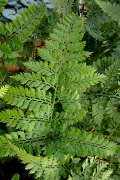Shiny Bristle Fern - 1 Gallon Pot -Garden Plant Store arachnoides davalliaeformis shiny bristle fern 2 1