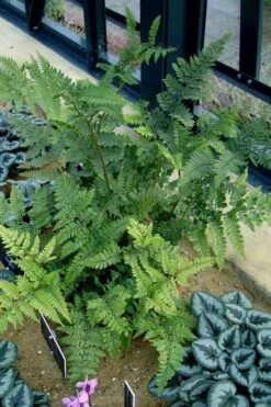 Shiny Bristle Fern - 6 Pack Of 1 Gallon Pots -Garden Plant Store arachnoides davalliaeformis shiny bristle fern 4