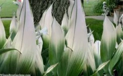 Snowcap Cast Iron Plant (Aspidistra Elatior 'Snowcap') - 3 Gallon Pot -Garden Plant Store aspidistra elatior snow cap cast iron plant 2