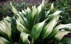 Snowcap Cast Iron Plant (Aspidistra Elatior 'Snowcap') - 3 Gallon Pot -Garden Plant Store aspidistra elatior snow cap cast iron plant 3