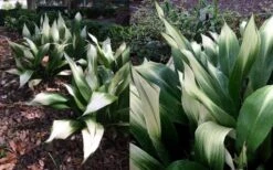 Snowcap Cast Iron Plant (Aspidistra Elatior 'Snowcap') - 3 Gallon Pot -Garden Plant Store aspidistra elatior snow cap cast iron plant 4