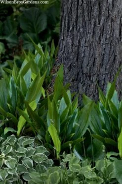 Tiny Tank Dwarf Cast Iron Plant - 3 Gallon Pot 9 Tiny Tank Dwarf Cast Iron Plant - 3 Gallon Pot -Garden Plant Store aspidistra elatior tiny tank dwarf cast iron plant 4