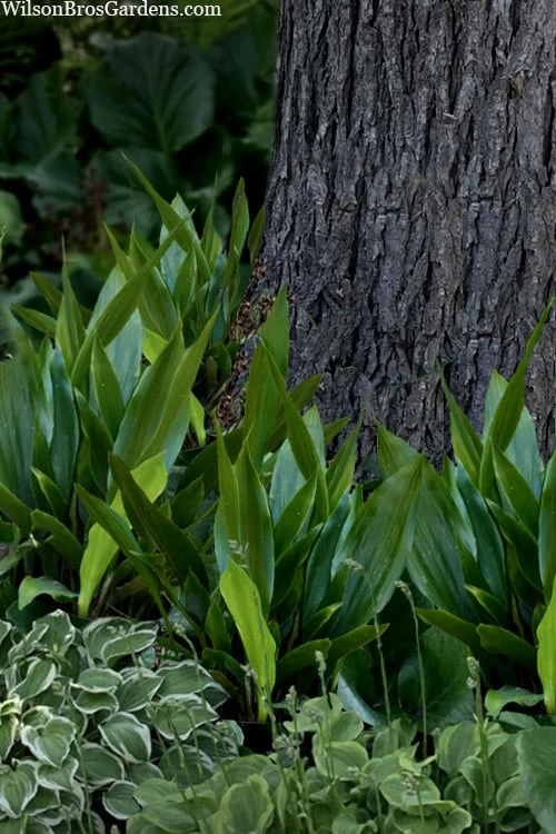 Tiny Tank Dwarf Cast Iron Plant - 3 Gallon Pot 5 Tiny Tank Dwarf Cast Iron Plant - 3 Gallon Pot - Image 5
