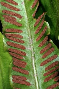 Hart's Tongue Fern (Asplenium Scolopendrium) - 1 Gallon Pot -Garden Plant Store asplenium scolopendrium harts tongue fern 2