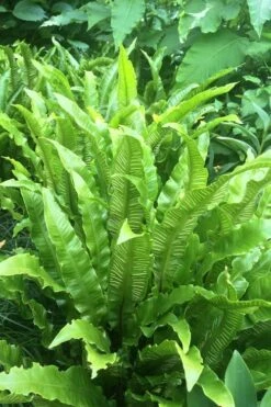 Hart's Tongue Fern (Asplenium Scolopendrium) - 1 Gallon Pot -Garden Plant Store asplenium scolopendrium harts tongue fern 3