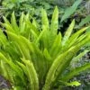 Hart's Tongue Fern (Asplenium Scolopendrium) - 1 Gallon Pot