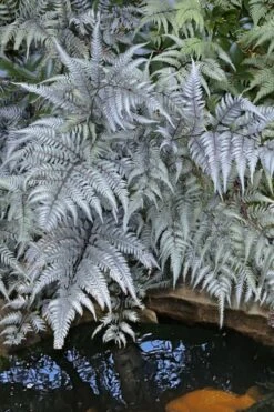 Japanese Painted Fern - 5 Pack Of Quart Pots -Garden Plant Store athyrium niponicum pictum japanese painted fern 101
