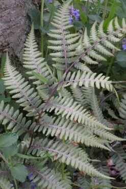 Japanese Painted Fern - 1 Gallon Pot -Garden Plant Store athyrium niponicum pictum japanese painted fern 103 1