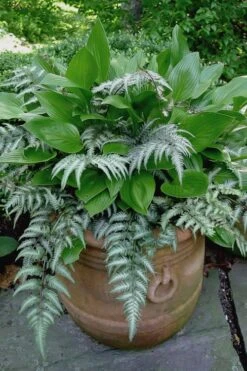 Japanese Painted Fern - 10 Count Flat Of Quart Pots -Garden Plant Store athyrium niponicum pictum japanese painted fern 104 1