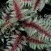 Regal Red Japanese Painted Fern - 3 Gallon Pot
