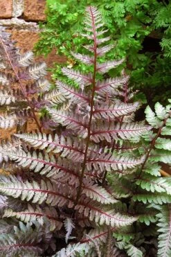 Regal Red Japanese Painted Fern - 5 Pack Of Quart Pots -Garden Plant Store athyrium pictum regal red japanese painted fern 11 2