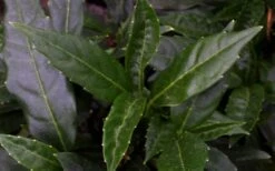 Dwarf Green Aucuba - Japanese Laurel - 1 Gallon Pot -Garden Plant Store aucuba dwarf green foliage