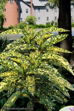Hosoba Hoshifu Variegated Aucuba (Japanese Laurel) - 1 Gallon Pot -Garden Plant Store aucuba hosoba hoshifu11 1
