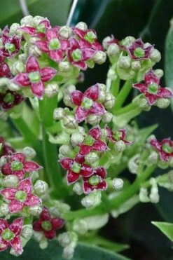 Rozannie Dwarf Aucuba (Japanese Laurel) - 3 Gallon Pot -Garden Plant Store aucuba japonica rozannie japanese laurel 1