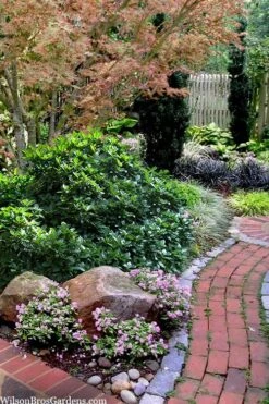 Rozannie Dwarf Aucuba (Japanese Laurel) - 3 Gallon Pot -Garden Plant Store aucuba japonica rozannie japanese laurel 12